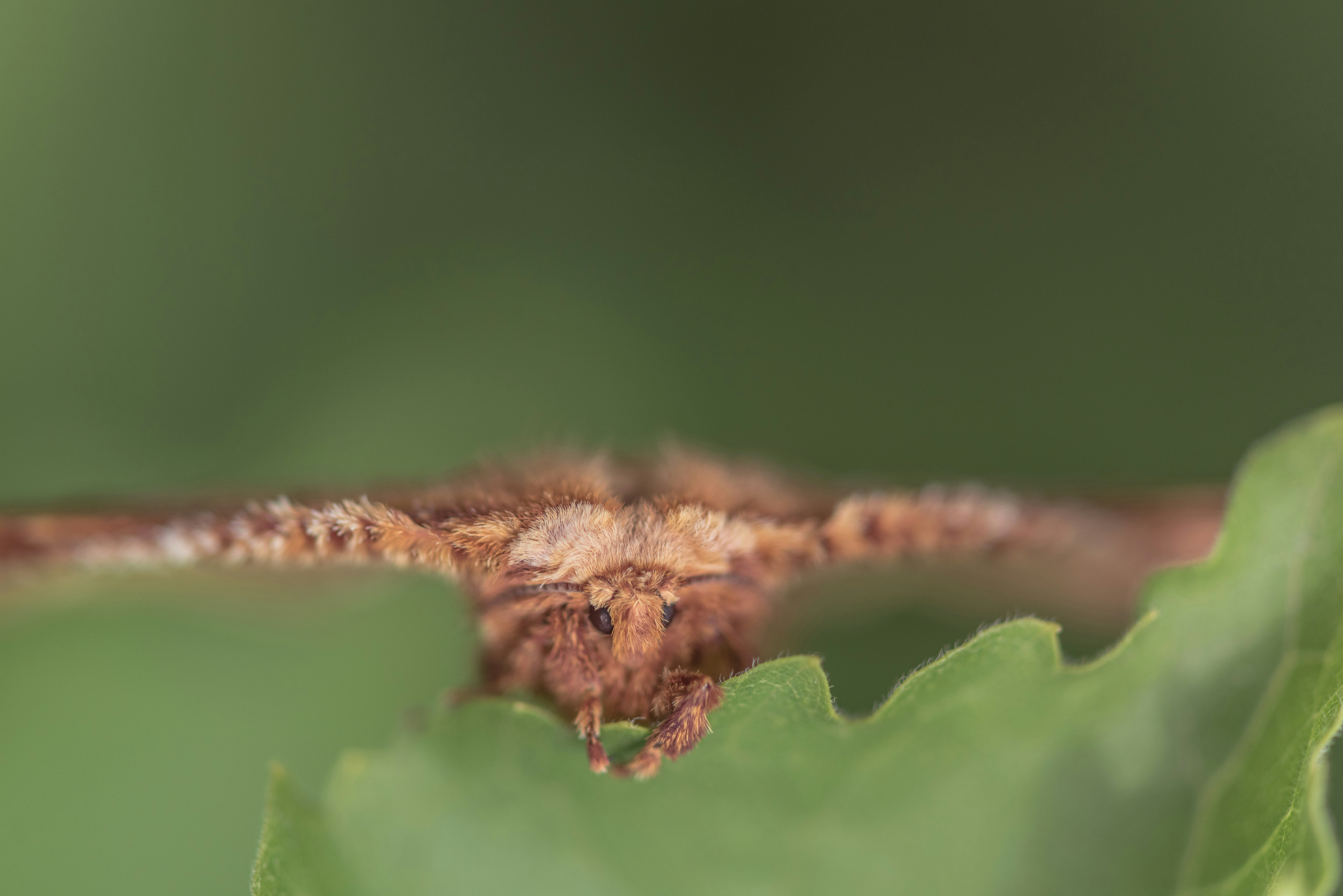 brown moth on leaf